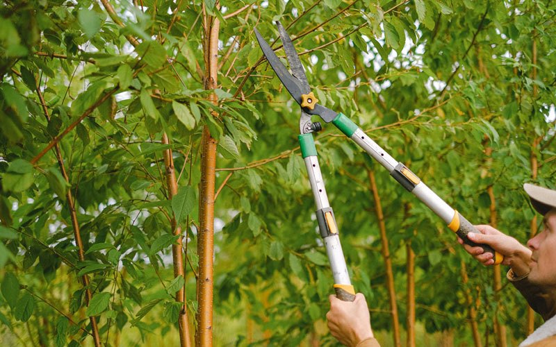 Tree trimming in Glidden, IA